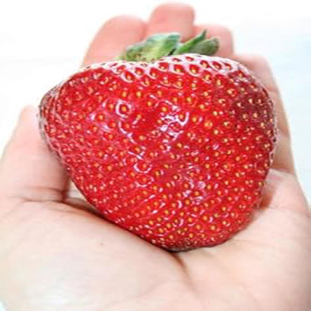 Red Ananassa Fruit Seeds for Gardening NON GMO Heirloom Seeds for Home Garden