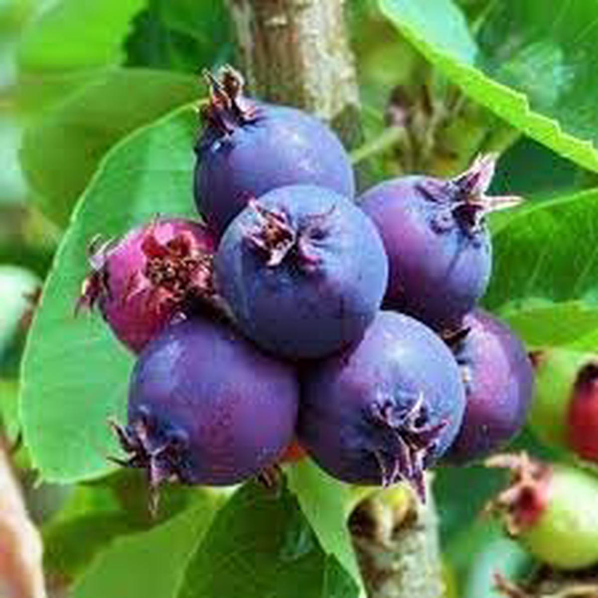 Saskatoon Fruit Seeds for Planting Heirloom Non-GMO High Germination Organic Garden Seeds
