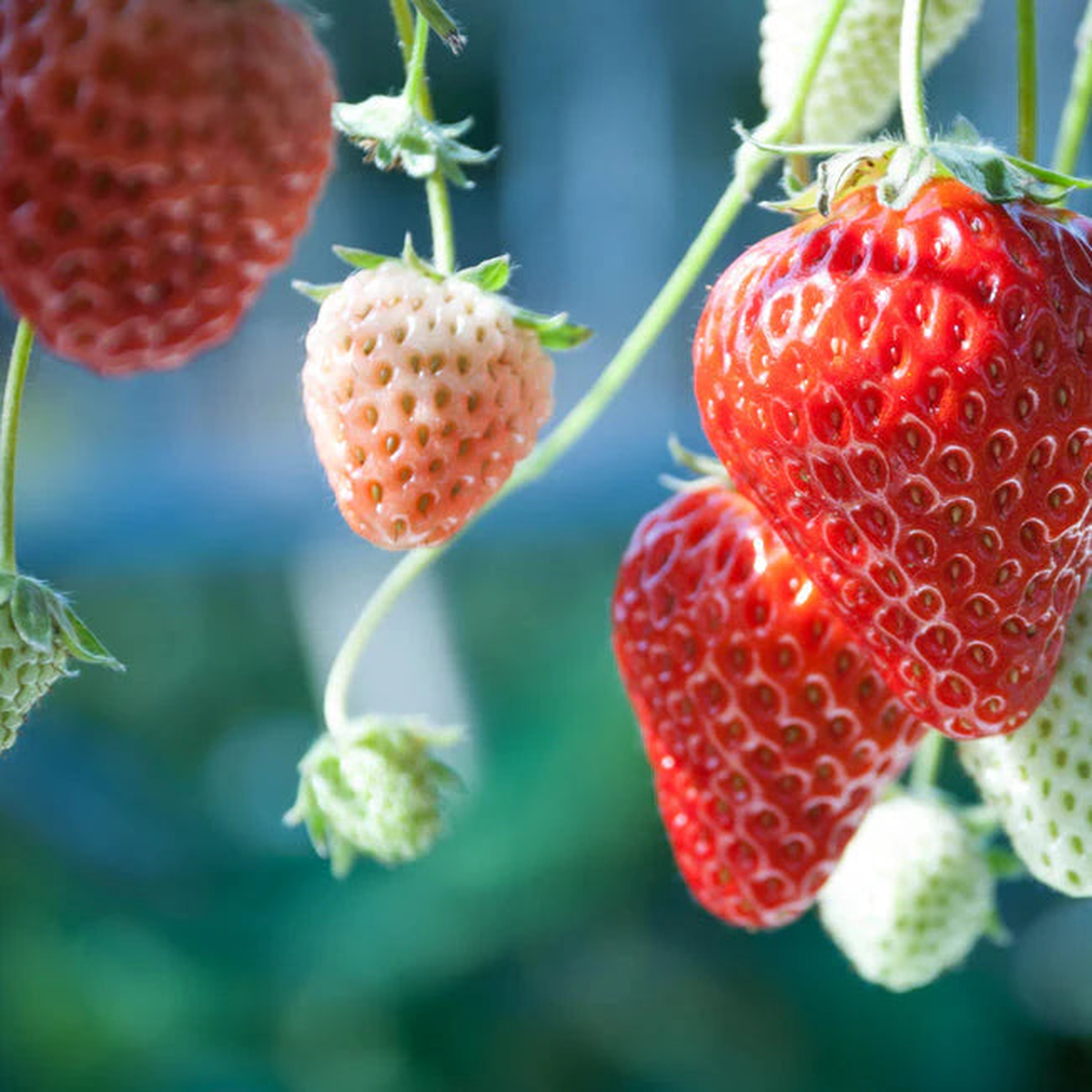 Strawberry Alexandria Fruit Seeds for Planting  Beginner-Friendly, Sweet Berries, Heirloom, High Germination, Non-GMO Organic Seeds