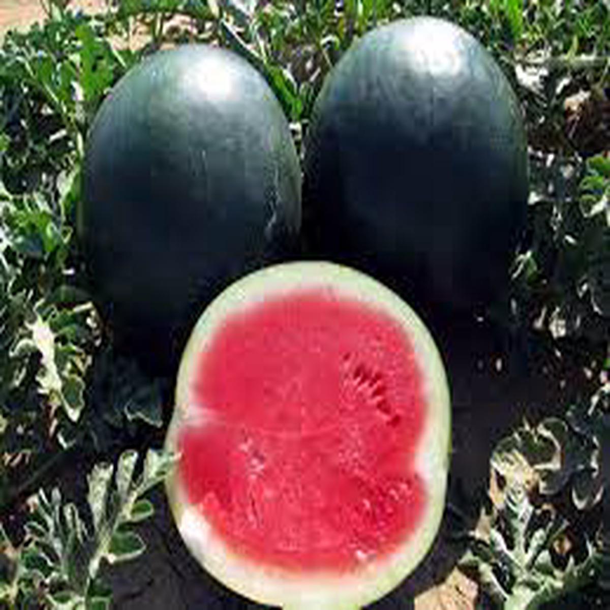 Black Diamond Watermelon Fruit Seeds for Planting  Heirloom Non-GMO High Germination Organic Garden Seeds