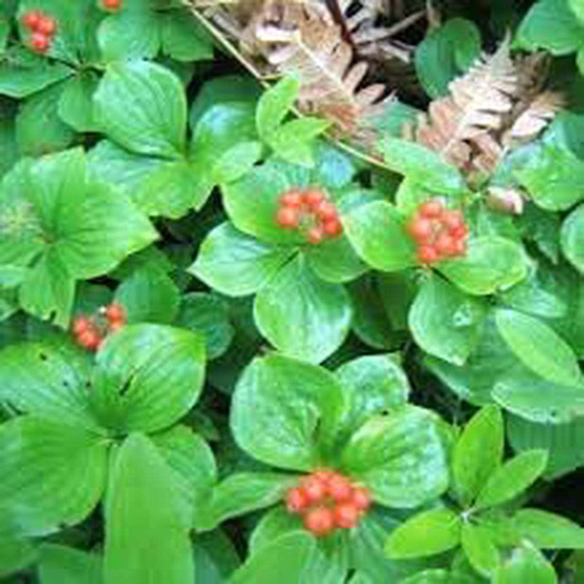 Bunchberry Fruit Seeds for Planting Unique Heirloom, Non-GMO Seeds for Cold-Climate Berry Gardens