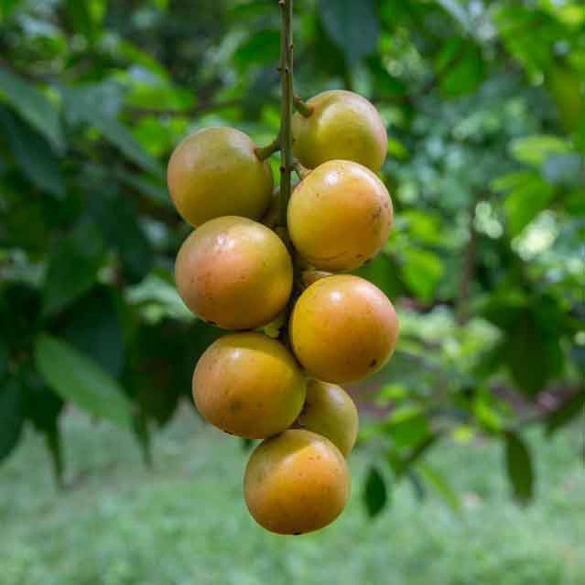 Burmese Grape Fruit Seeds for Planting  Heirloom Non-GMO High Germination Organic Garden Seeds