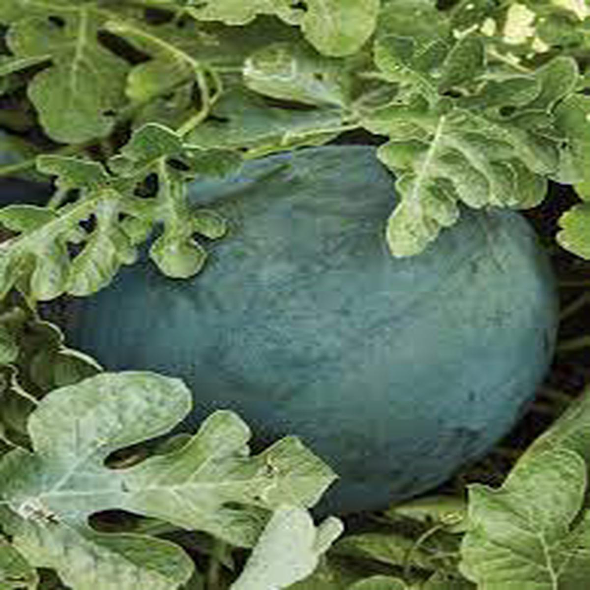 Bush Sugar Baby Watermelon Fruit Seeds for Planting  Sweet, Small Watermelons, 100 pcs, Heirloom & Non-GMO