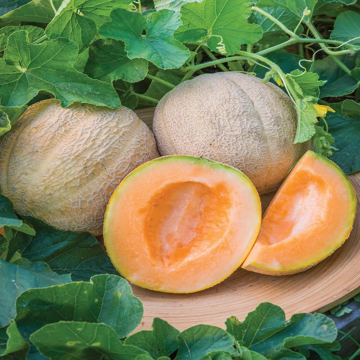 Cantaloupe Fruit Seeds for Planting Light Orange Variety, Heirloom & Non-GMO Seeds for Sweet Garden Melons