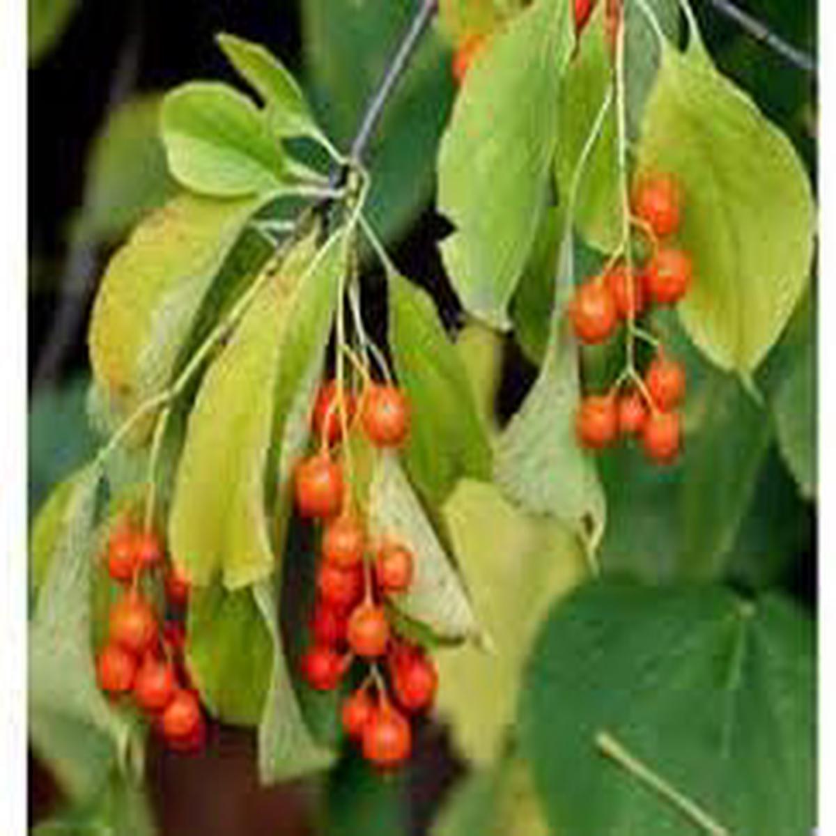 Celastrus Fruit Seeds Grow Hardy & Ornamental Vines