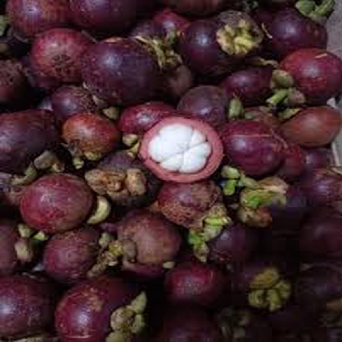 Mangosteen Seeds Grow Sweet & Exquisite Mangosteens