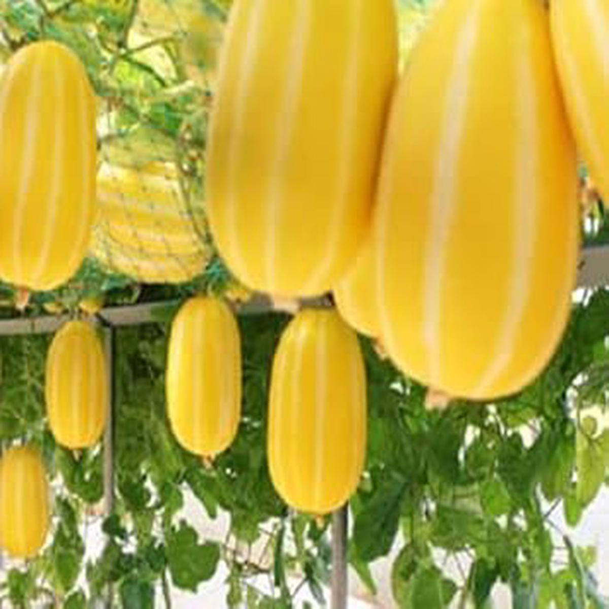 Musk Melon Fruit Seeds for Planting Yellow White Variety, Heirloom & Non-GMO Seeds