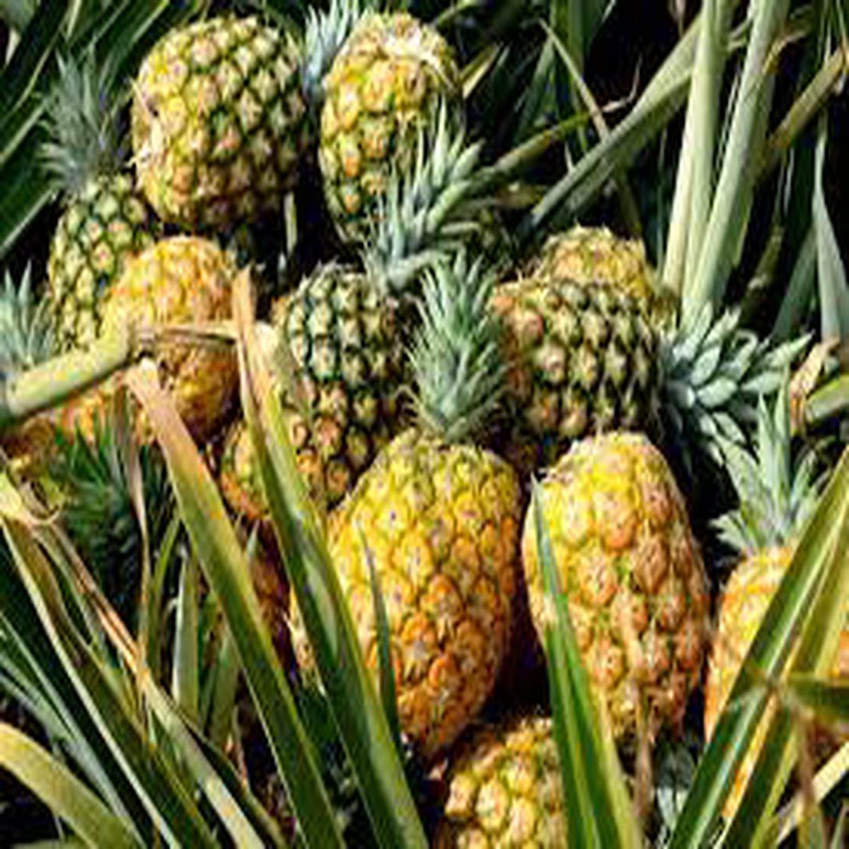 Orange-Green Pineapple Fruit Seeds Grow Unique, Vibrant Pineapples for Stunning Garden Displays