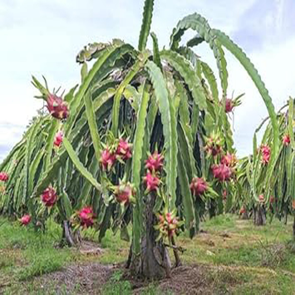 Pitaya (Dragon Fruit) Seeds for Growing NON GMO Heirloom Seeds for Home Garden