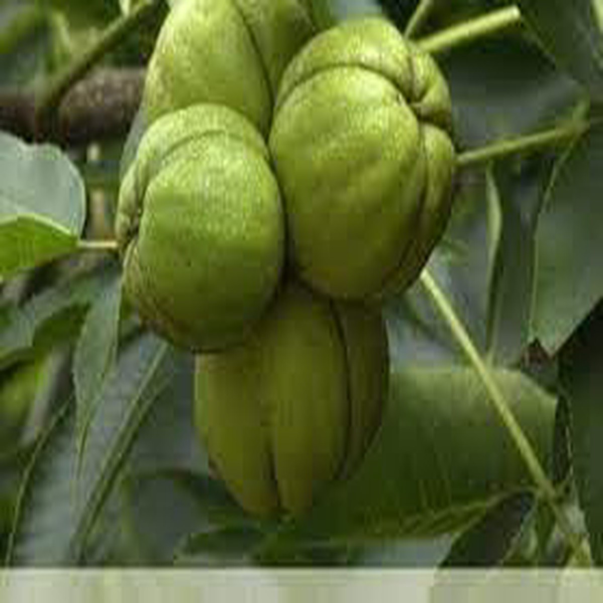 Shagbark Fruit Seeds for Planting Hardy, Unique Fruit Trees, Heirloom & Non-GMO, High Germination Seeds