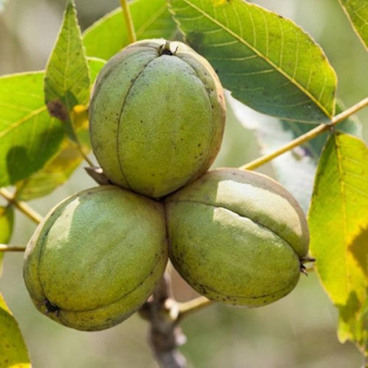 Shagbark Hickory (Carya ovata) Seeds  Hardy & Reliable Nuts for Your Backyard, Heirloom Seeds