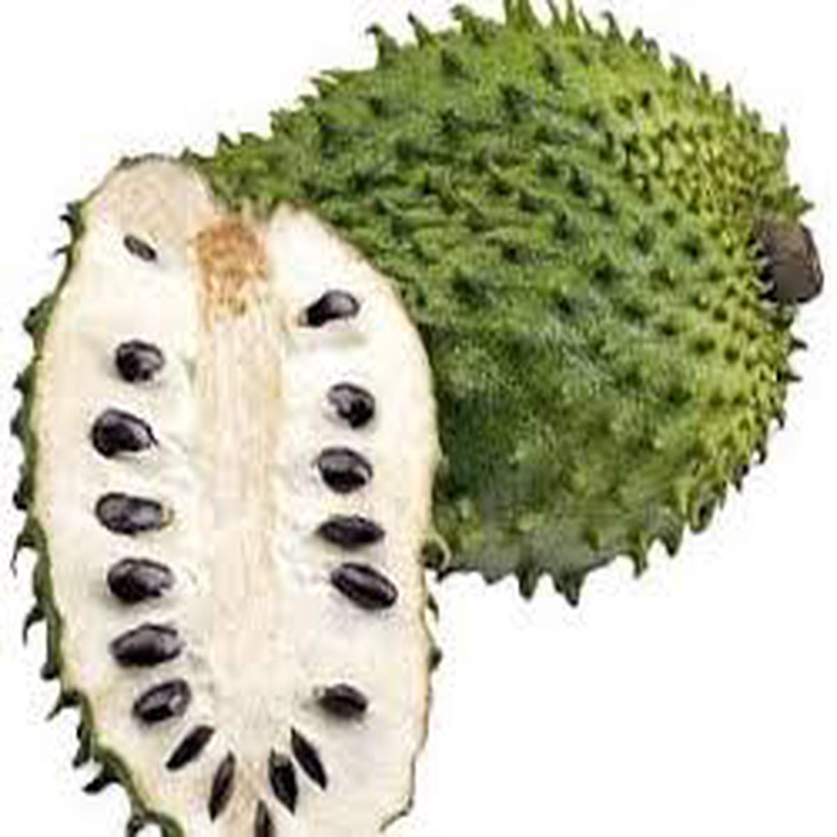 White Pulp Soursop Fruit Seeds for Planting Heirloom Non-GMO High Germination Organic Garden Seeds