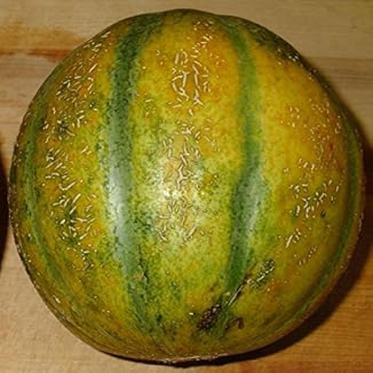 Yellow Cantaloupe Fruit Seeds Grow Sweet, Orange-Fleshed Cantaloupes for Home Gardens, Heirloom & Non-GMO Seeds