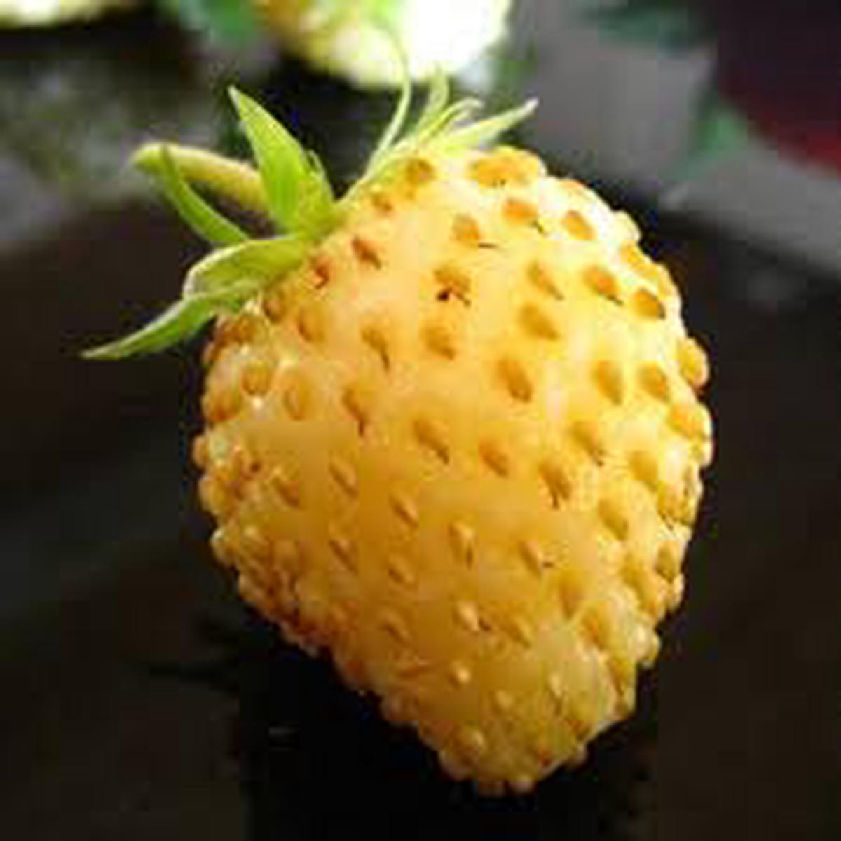 Yellow Strawberry Fruit Seeds for Planting  Sweet, Juicy, Heirloom & Non-GMO Seeds for Home Garden