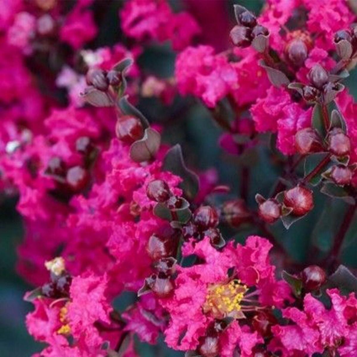 20 Magenta Cape Myrtle Seeds Tree Flower Perennial Flowers Seed 1205 US SELLER