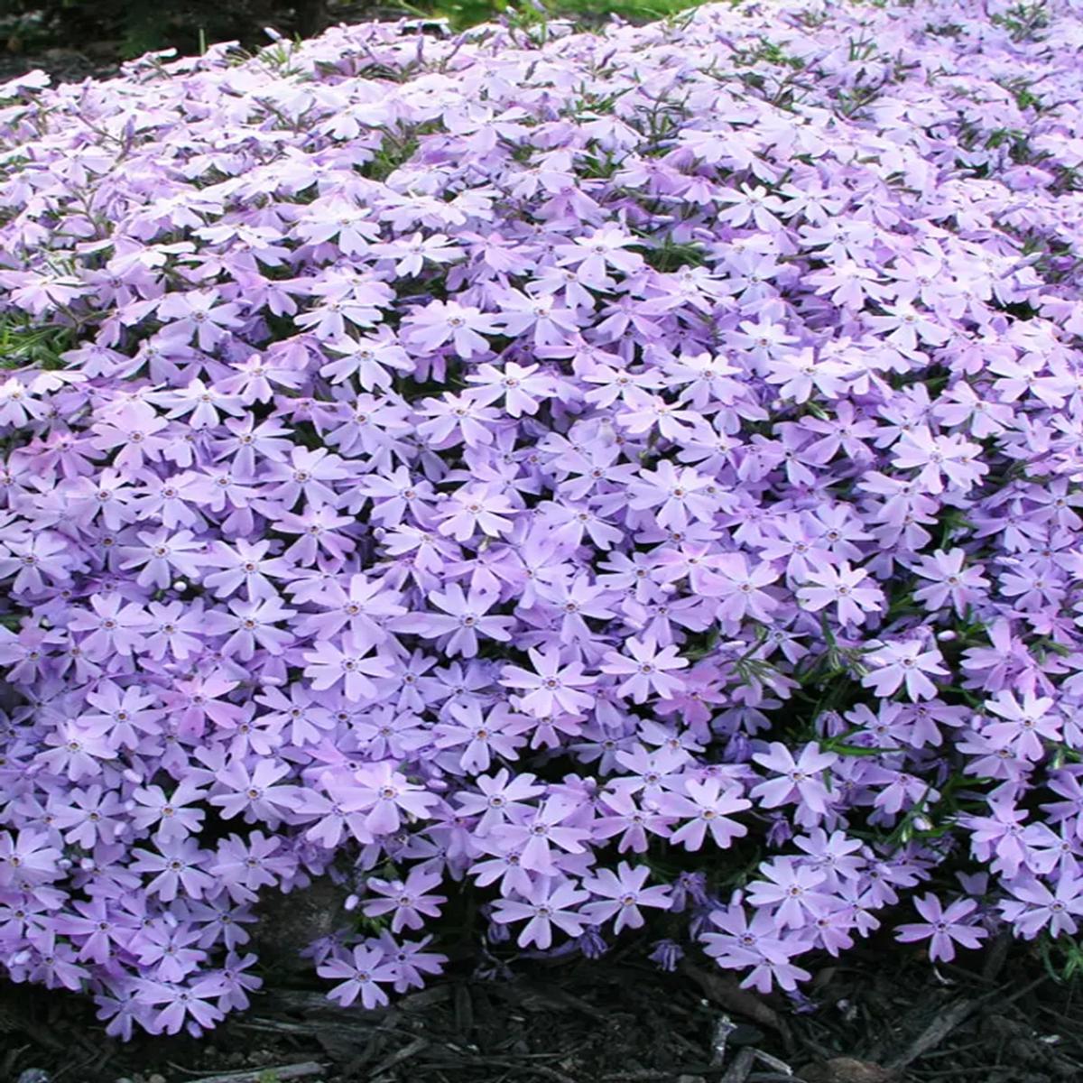 50 Blue Phlox Seeds Flower Perennial Seed Flowers Butterfly 823