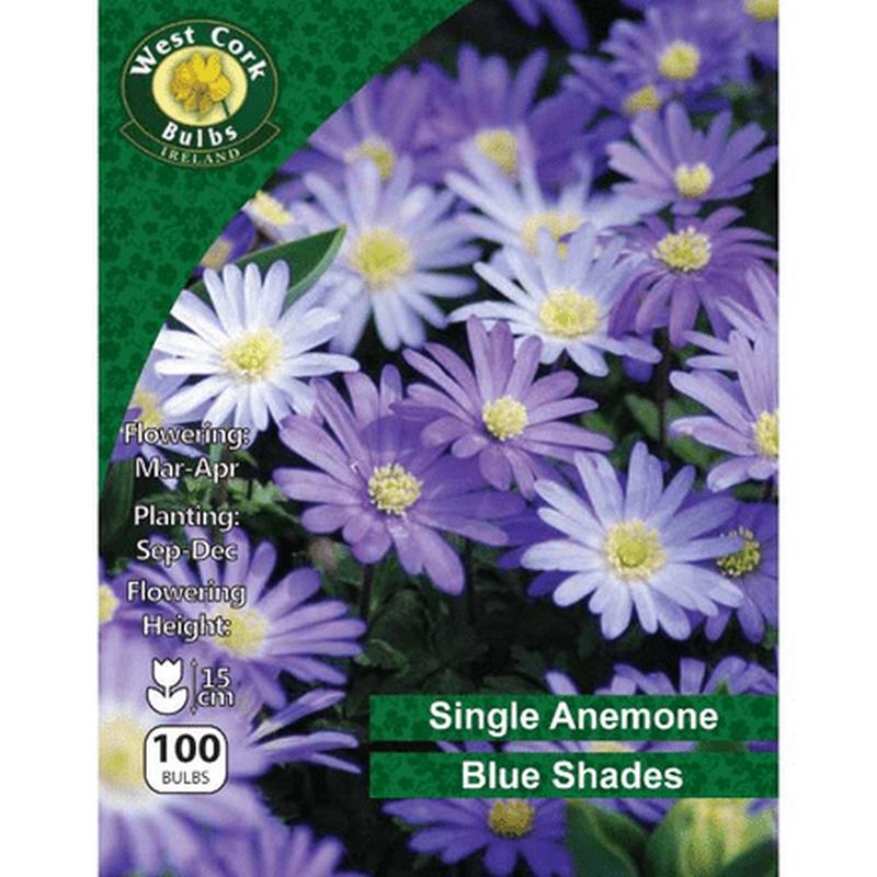 Anemone Blue Shades 100 Bulbs