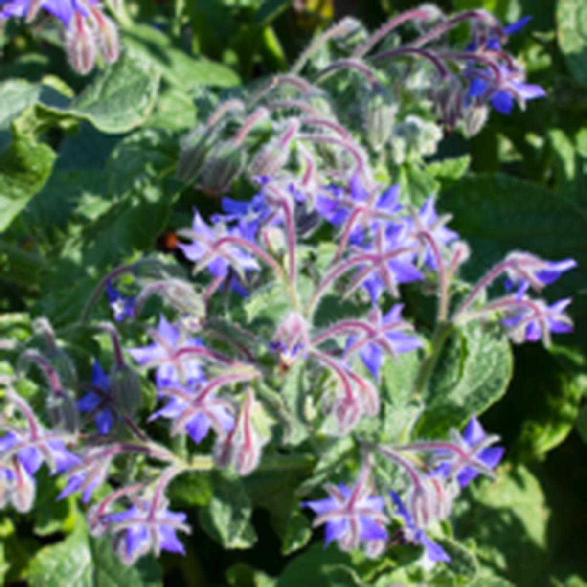 Borage Herb West Coast Seeds