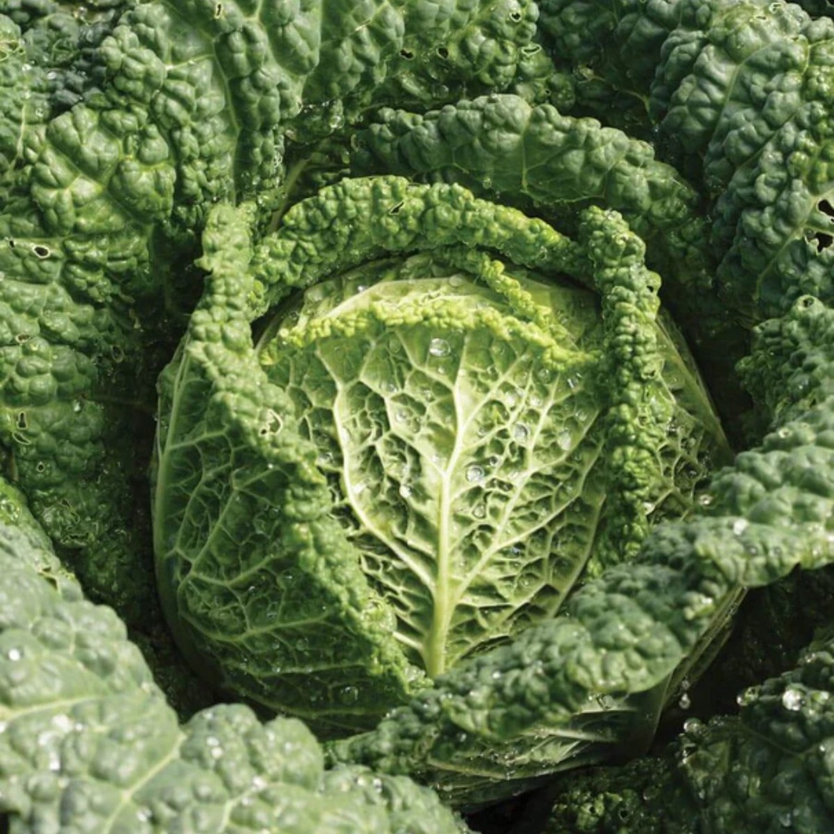 Capriccio Savoy F1 Cabbage West Coast Seeds