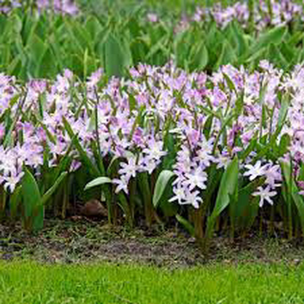 Chiondoxa forbesii - Pink Giant- (Glory of the Snow)