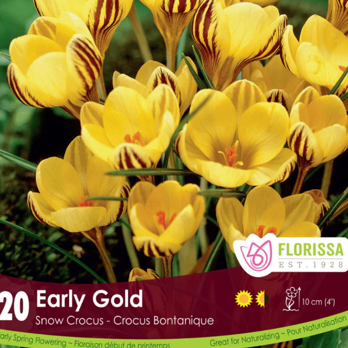 Crocus Early Gold 20/pkg