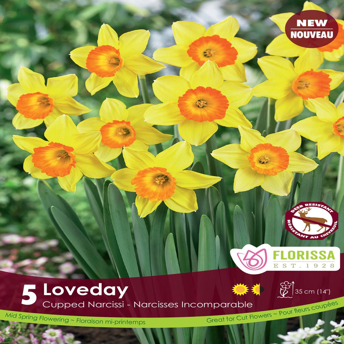 Daffodil Narcissus Loveday