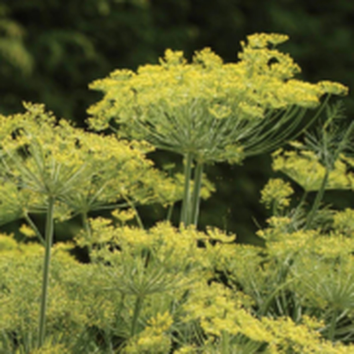 Dukat Dill West Coast Seeds