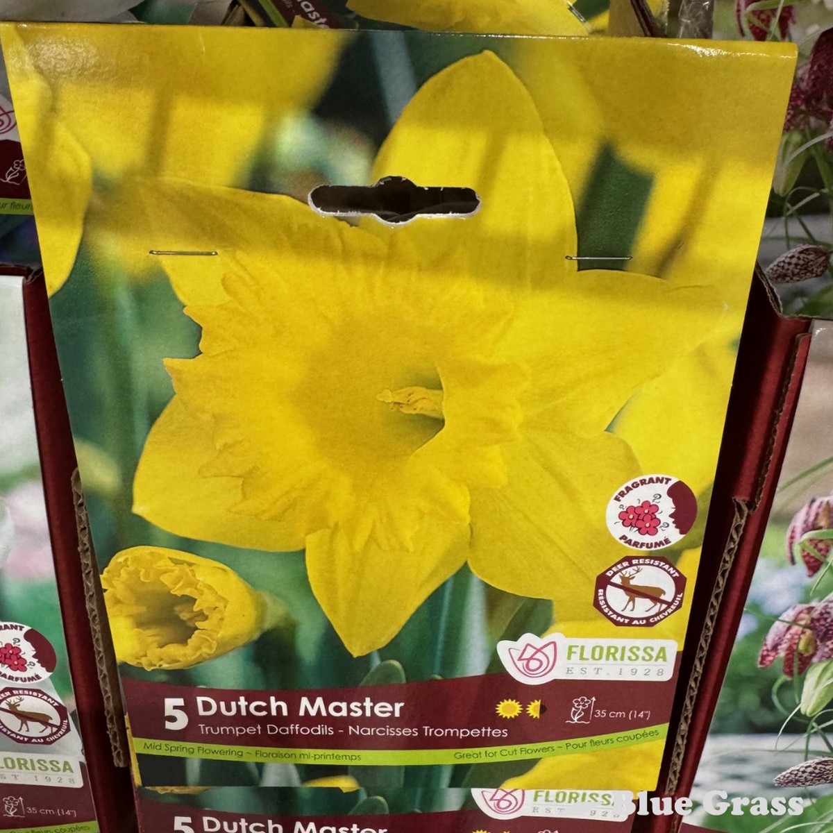 Fall Bulbs- Dutch Master Trumpet Daffodils - Florissa