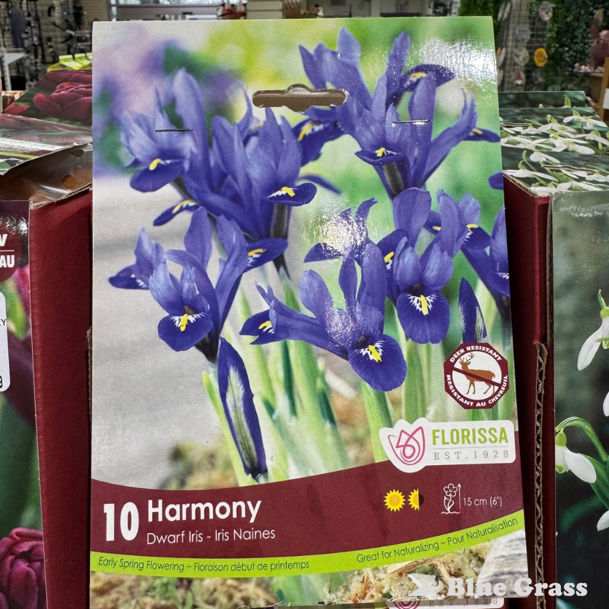 Fall Bulbs-Harmony Dwarf Iris - Florissa