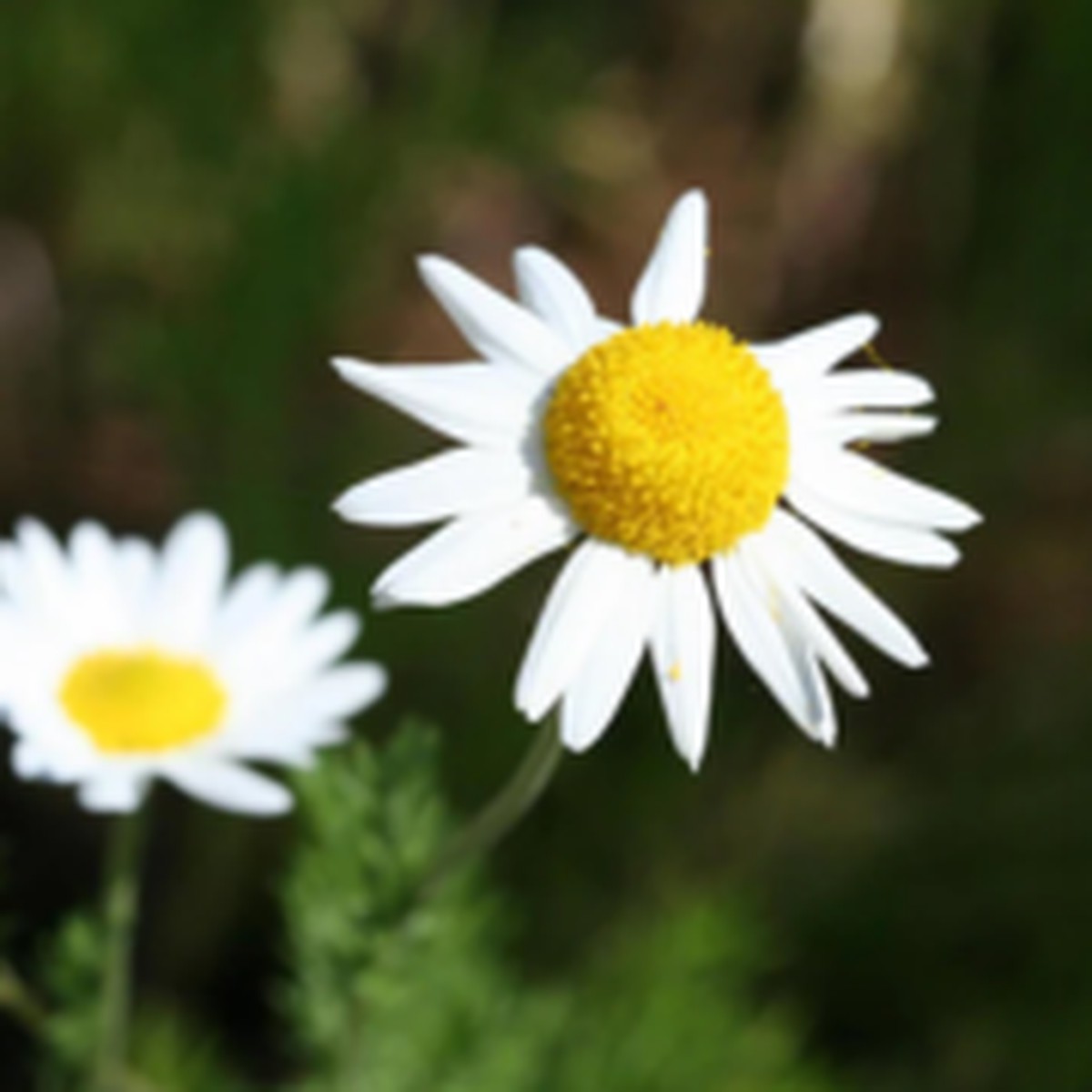 German Chamomile Certified Organic West Coast Seeds