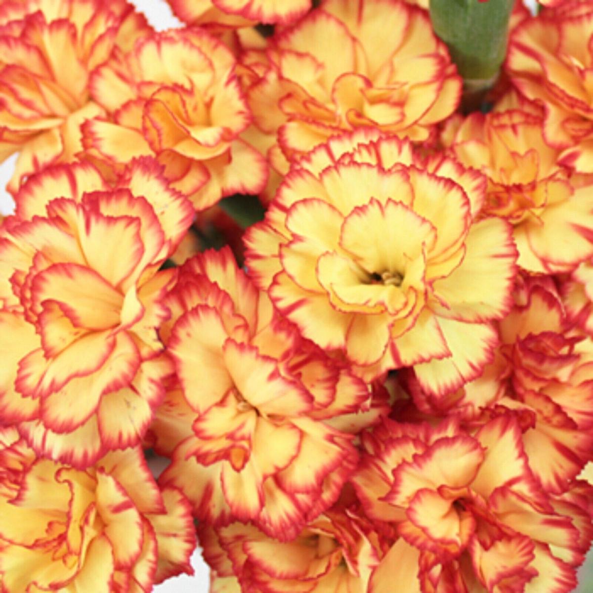 Green River 100 Yellow Orange Mix Carnation Seeds- Premium Flower Seeds for Planting Borders, Bouquets & Cottage Gardens | Ruffled Fragrant Carnation Flower Seeds | Fancy Carnation Seeds | Perennial B