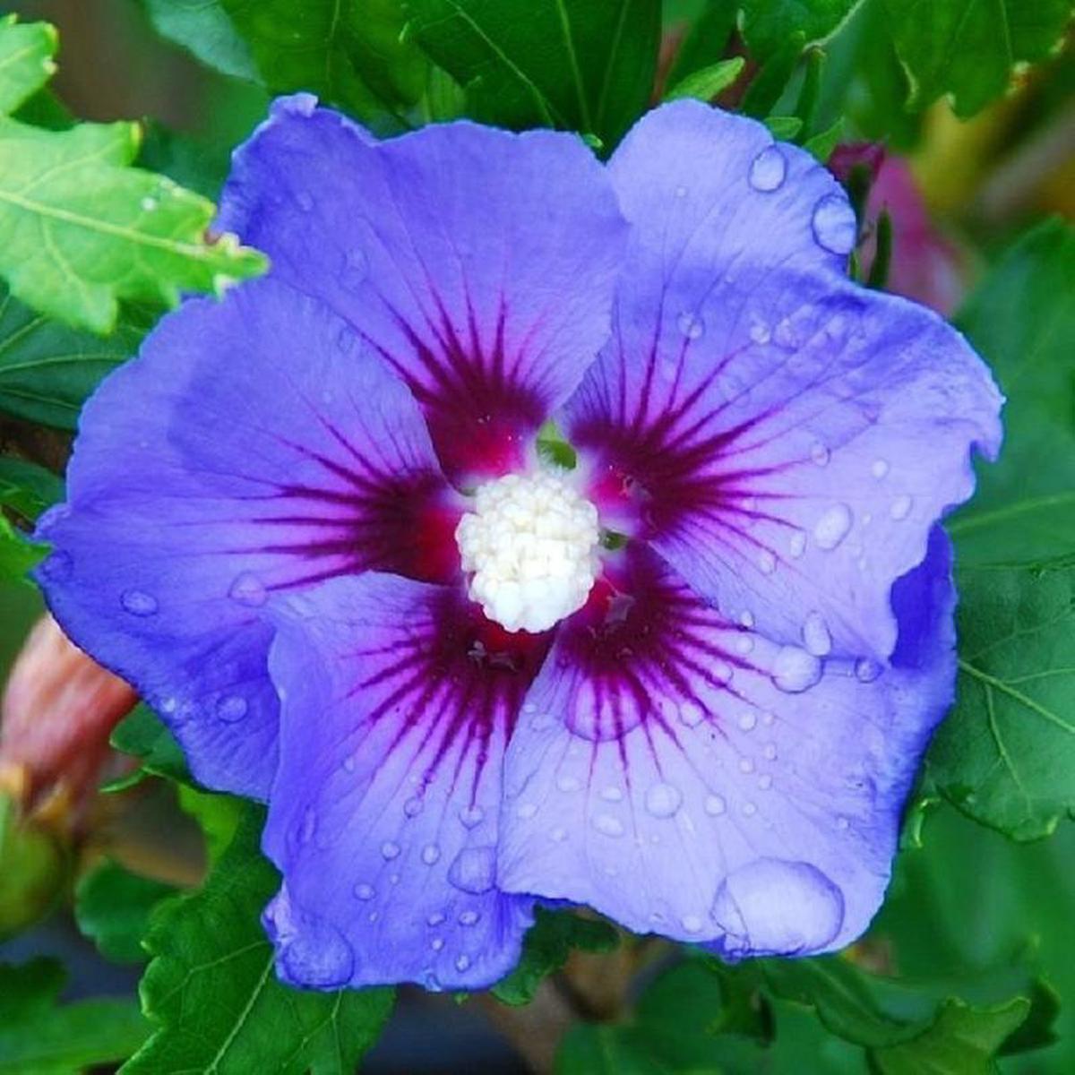 Green River 20 Blue Purple Hibiscus Seeds - Premium Perennial Flower Seeds Pack for Tropical & Pollinator Gardens, Hardy Outdoor Seeds for Full Sun & Well-Drained Soil, Vibrant G