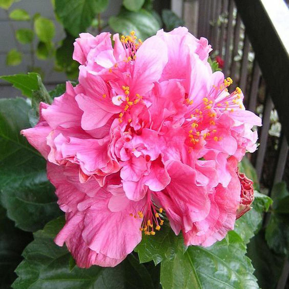 Green River 20 Double Bright Pink Hibiscus Seeds - Premium Perennial Flower Seeds Pack for Tropical & Pollinator Gardens, Hardy Outdoor Seeds for Full Sun & Well-Drained Soil, Vibrant Garden Blooms At