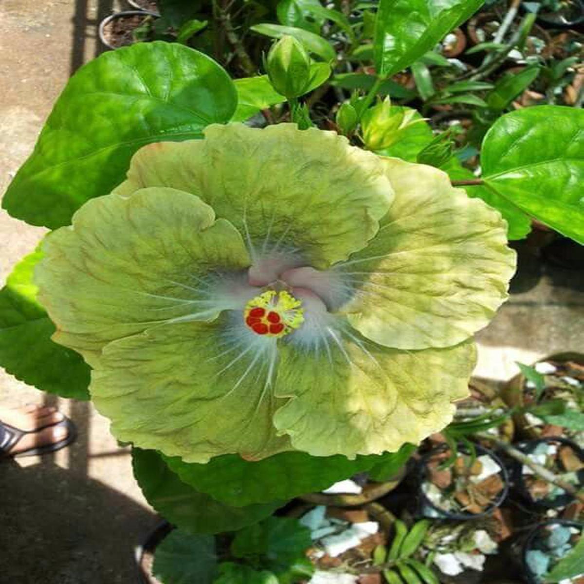 Green River 20 Green Hibiscus Seeds - Premium Perennial Flower Seeds Pack for Tropical & Pollinator Gardens, Hardy Outdoor Seeds for Full Sun & Well-Drained Soil, Vibrant Garden