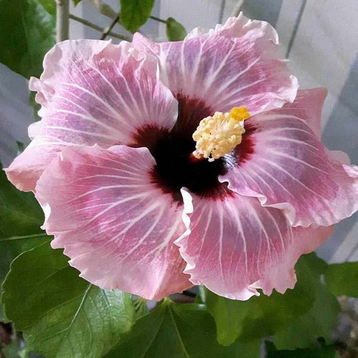 Green River 20 Light Pink Hibiscus Seeds - Premium Perennial Flower Seeds Pack for Tropical & Pollinator Gardens, Hardy Outdoor Seeds for Full Sun & Well-Drained Soil, Vibrant Ga