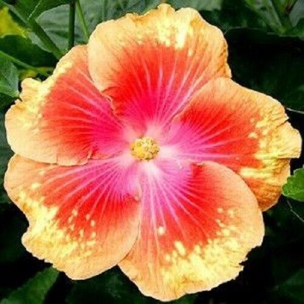 Green River 20 Pink Yellow Hibiscus Seeds - Premium Perennial Flower Seeds Pack for Tropical & Pollinator Gardens, Hardy Outdoor Seeds for Full Sun & Well-Drained Soil, Vibrant G