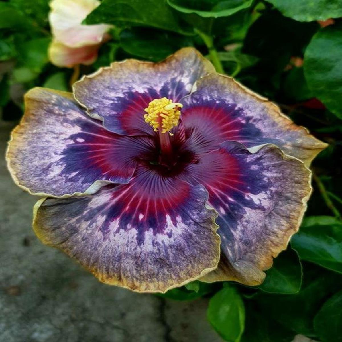 Green River 20 Purple Yellow Pink Hibiscus Seeds - Premium Perennial Flower Seeds Pack for Tropical & Pollinator Gardens, Hardy Outdoor Seeds for Full Sun & Well-Drained Soil, Vibrant Garden Blooms At