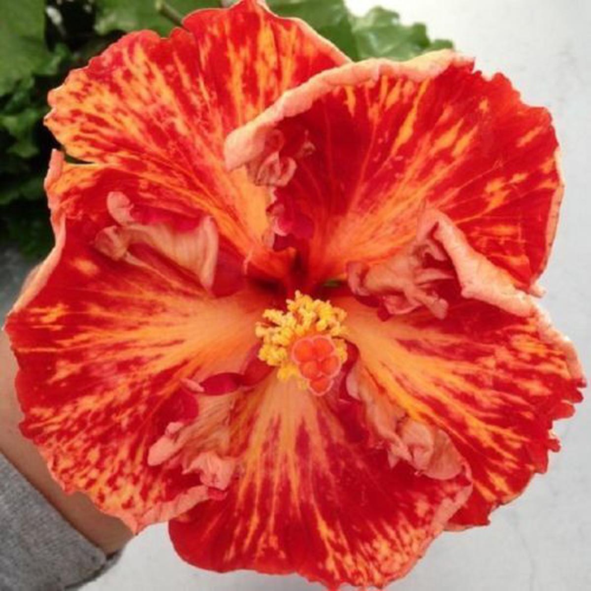 Green River 20 Red Orange Hibiscus Seeds - Premium Perennial Flower Seeds Pack for Tropical & Pollinator Gardens, Hardy Outdoor Seeds for Full Sun & Well-Drained Soil, Vibrant Garden Blooms Attracting