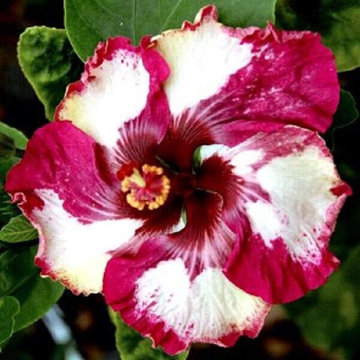 Green River 20 Red White Hibiscus Seeds - Premium Perennial Flower Seeds Pack for Tropical & Pollinator Gardens, Hardy Outdoor Seeds for Full Sun & Well-Drained Soil, Vibrant Garden Blooms Attracting 