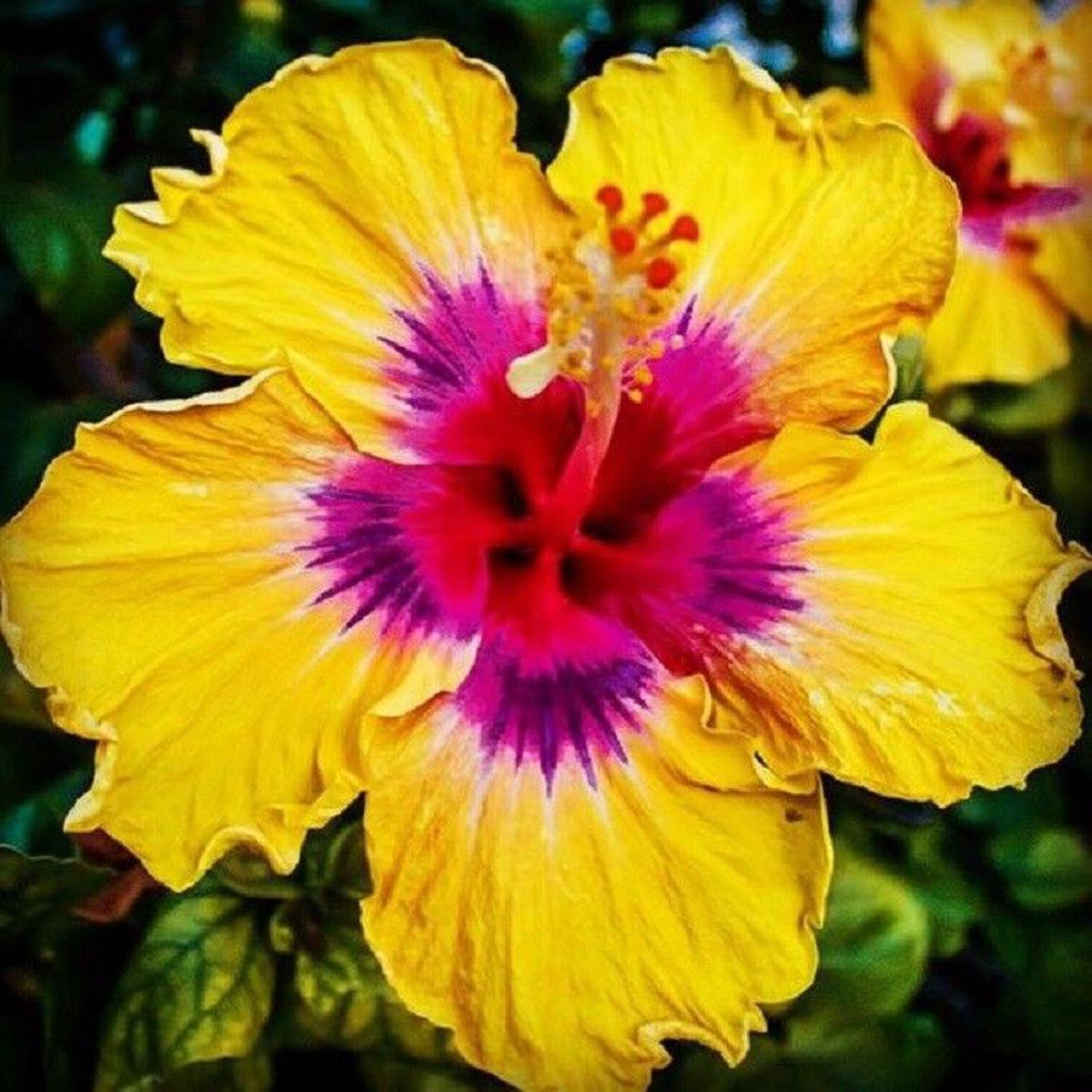 Green River 20 Yellow Pink Hibiscus Seeds - Premium Perennial Flower Seeds Pack for Tropical & Pollinator Gardens, Hardy Outdoor Seeds for Full Sun & Well-Drained Soil, Vibrant G