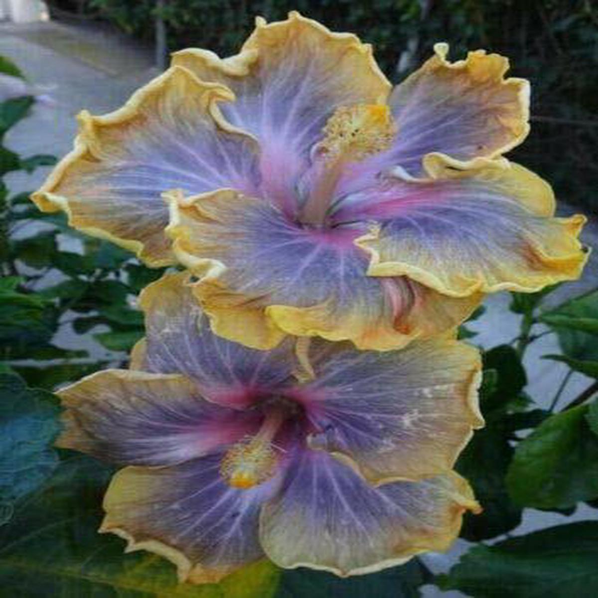 Green River 20 Yellow Purple Hibiscus Seeds - Premium Perennial Flower Seeds Pack for Tropical & Pollinator Gardens, Hardy Outdoor Seeds for Full Sun & Well-Drained Soil, Vibrant Garden Blooms Attract