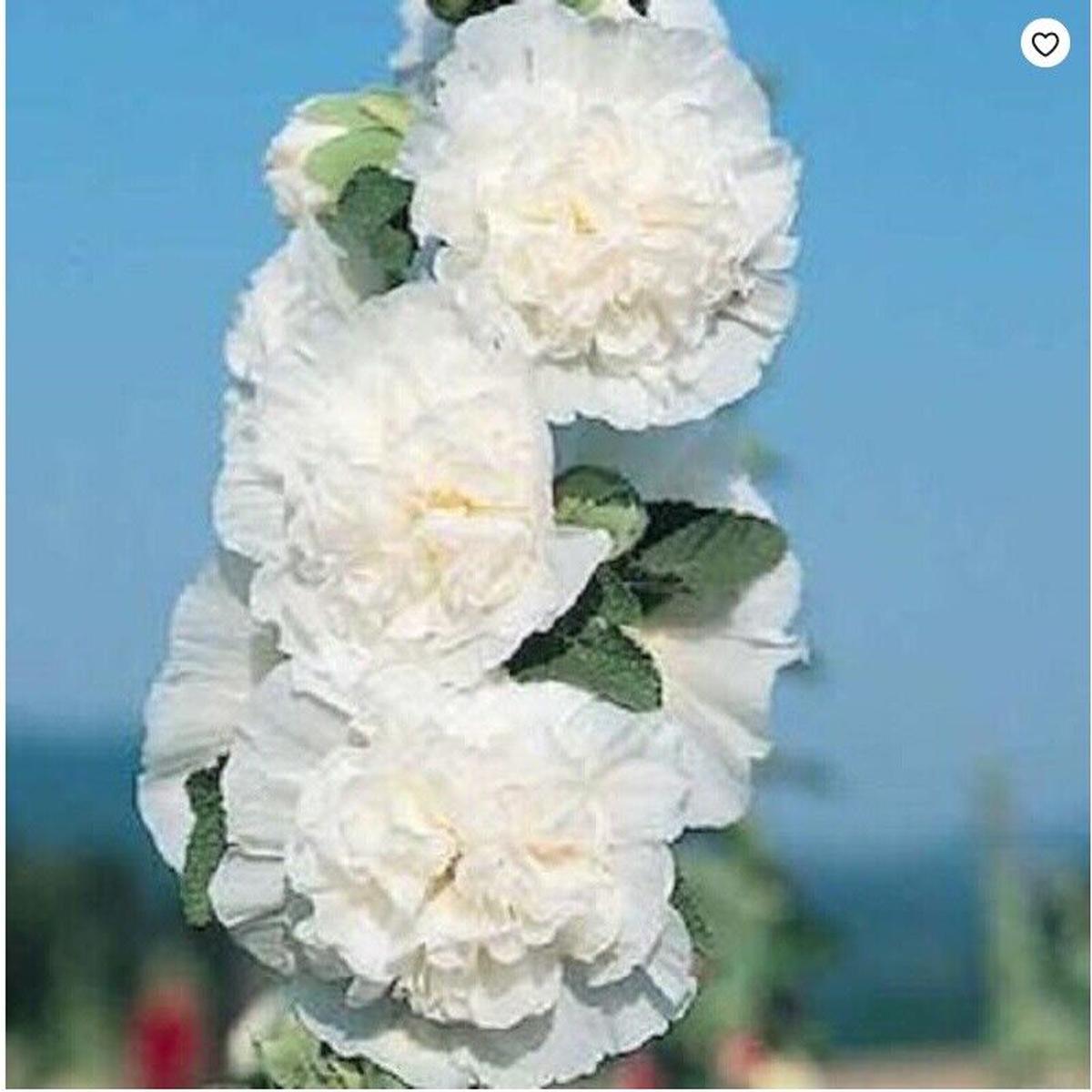 Green River 25 Charles White Hollyhock Seeds - Flower Seed Pack, Tall Perennial Blooms, Cottage Garden Plants for Borders, Premium Seeds for Planting, Pollinator Friendly Flowers