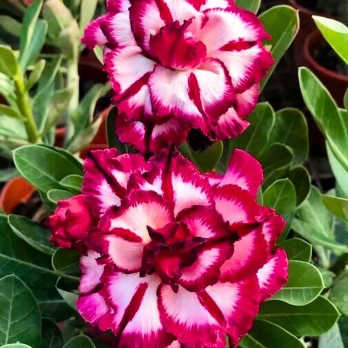 Green River 4 Magenta Cherry Desert Rose Seeds - Premium Exotic Succulent Flower Seeds for Indoor Pots Bonsai & Tropical Decor Drought-Tolerant, Easy to Grow Unique Trunk, Premium Seed Pack for Collec