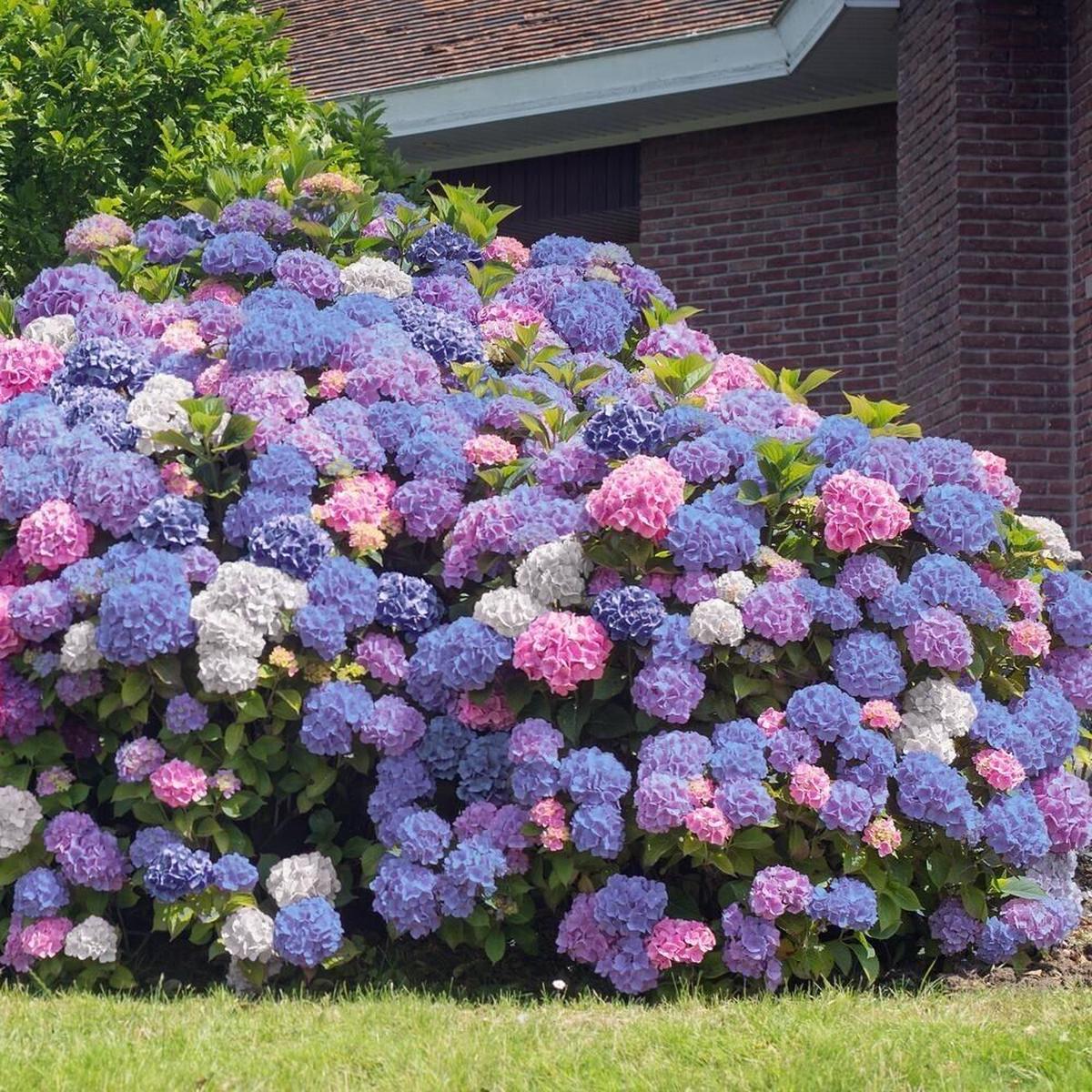 Green River 5 3 in 1 Hydrangea Seeds  Premium Flower Seeds for Elegant Cottage Gardens, Patios & Borders  Rare Perennial Bush with Bold Summer Blooms  Hydrangea Limelight Seed