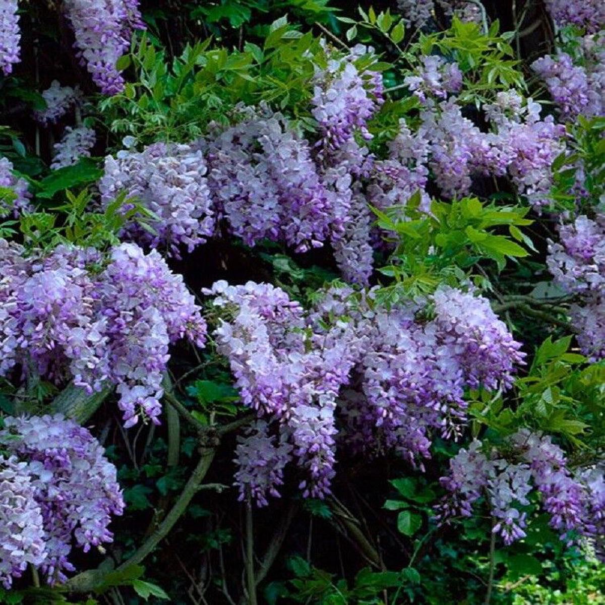 Green River 5 Dark Purple Chinese Wisteria Seeds - Premium Climbing Vine Seeds for Bonsai & Decor, Rare Fragrant Blooms, Full Sun, Up to 30 ft Tall