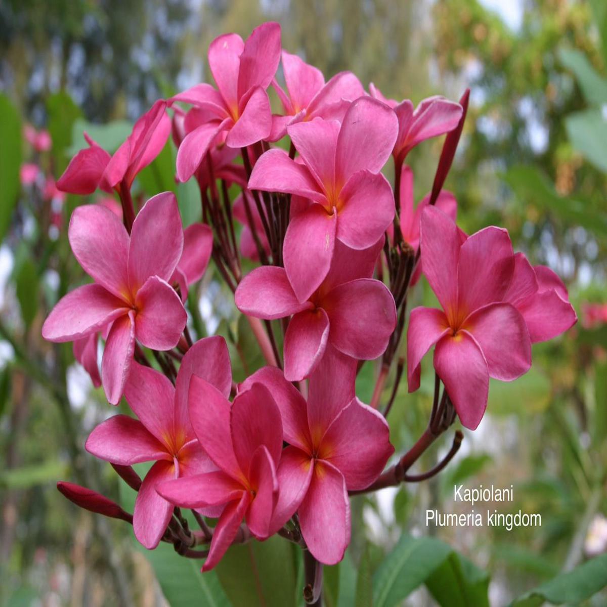 Green River 5 Kapiolani Plumeria Seeds - Flower Seed Pack, Premium Tropical Blooms, Fragrant Perennial Plants for Garden Charm, Ideal for Leis and Containers