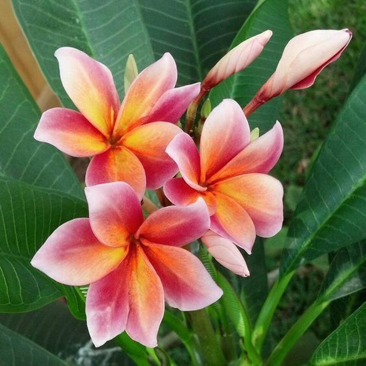 Green River 5 Orange Pink Plumeria Seeds - Flower Seed Pack, Premium Tropical Blooms, Fragrant Perennial Plants for Garden Charm, Ideal for Leis and Containers