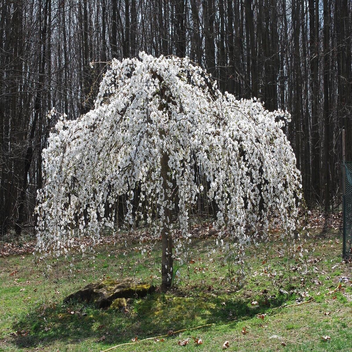 Green River 5 Weeping White Cherry Tree Seeds - Fragrant White Blossoms for Early Spring Gardening & Ornamental Landscaping