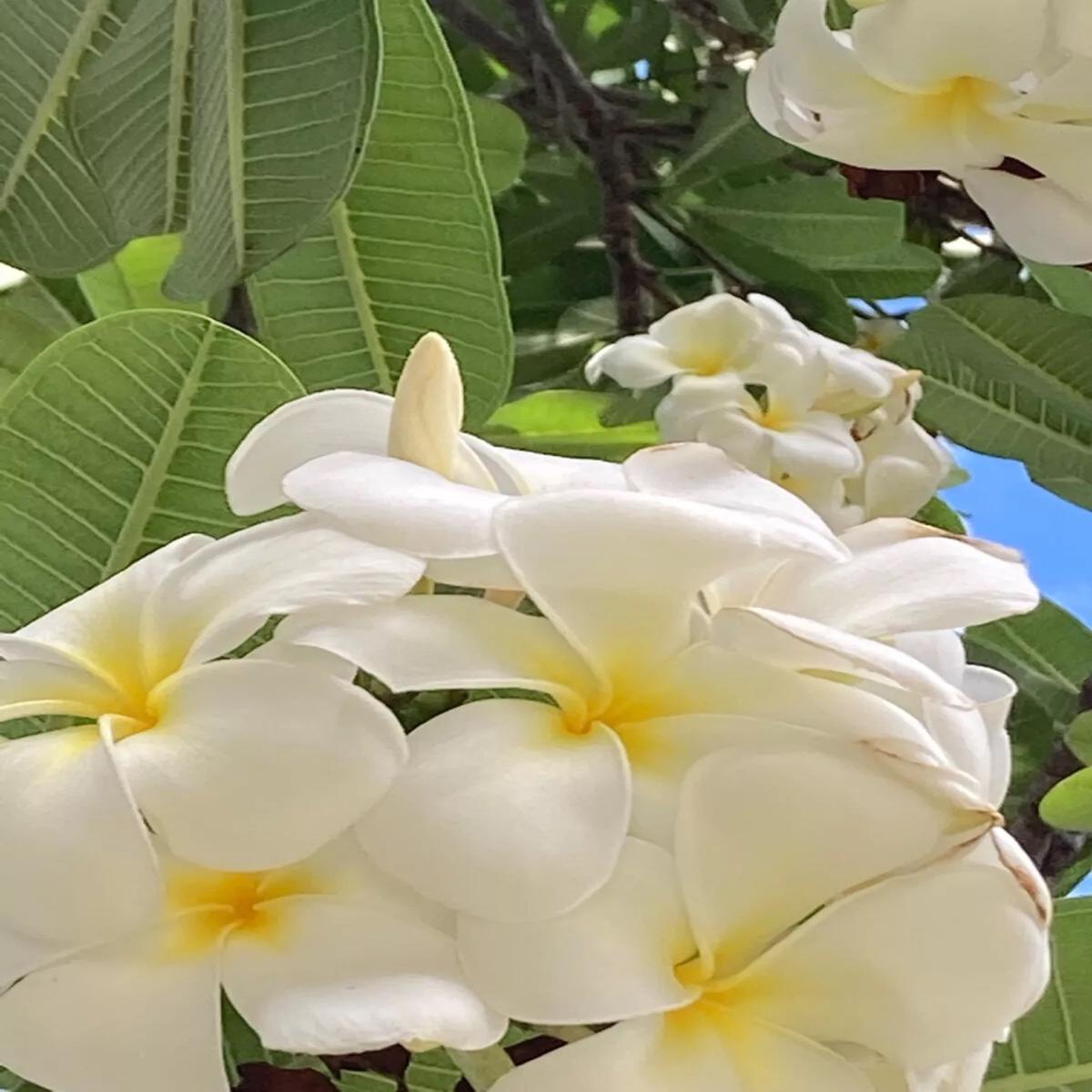 Green River 5 White Yellow Plumeria Seeds - Flower Seed Pack, Premium Tropical Blooms, Fragrant Perennial Plants for Garden Charm, Ideal for Leis and Containers