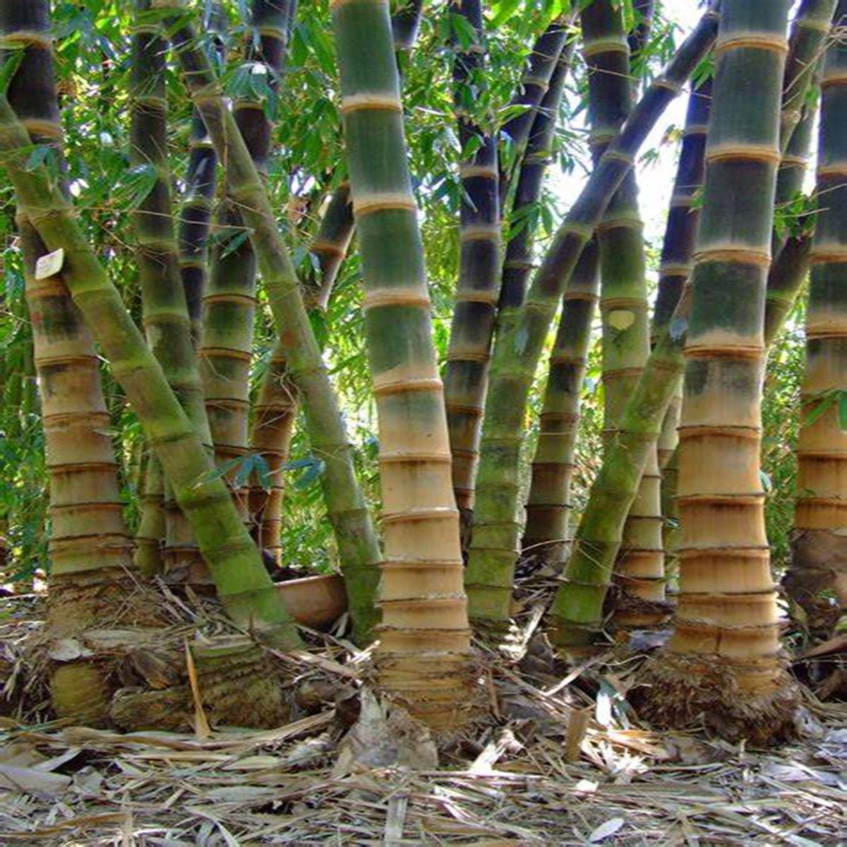 Green River 50 Asper Bamboo Seeds - Tall Bamboo Plant Seeds for Privacy Screens & Garden Landscaping  Premium Bamboo Seeds for Planting Outdoors or in Pots  Non-Invasive Fast-Growing Lawn Plants  Seed